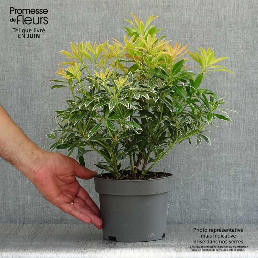 Ejemplar de Pieris japonica Flaming Silver - Andrómeda Maceta 2L/3L entregado en verano