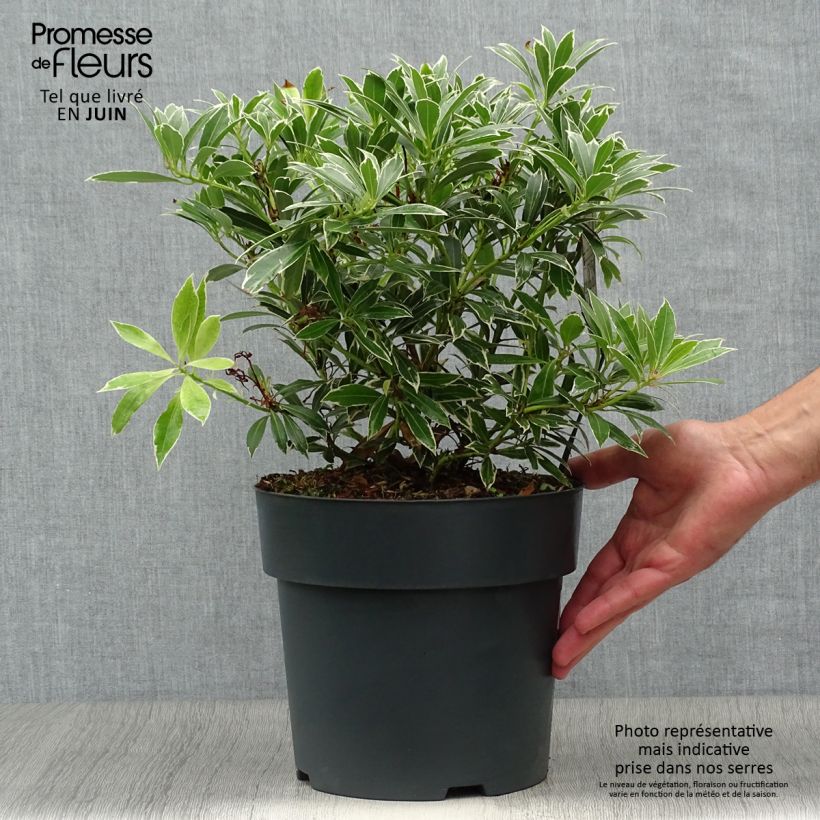 Ejemplar de Pieris japonica Flaming Silver - Andrómeda Maceta 4L/5L entregado en verano