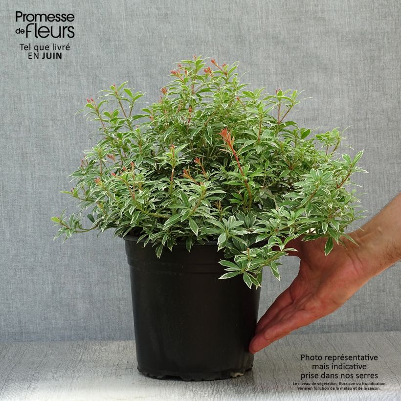 Ejemplar de Pieris japonica Little Goldy - Andrómeda Maceta 4L/5L entregado en verano