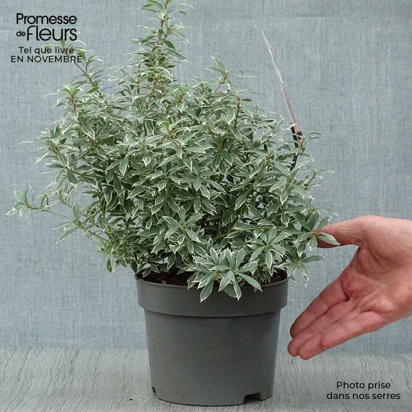 Ejemplar de Pieris japonica Little Heath - Andrómeda Maceta 2L/3L entregado en otoño