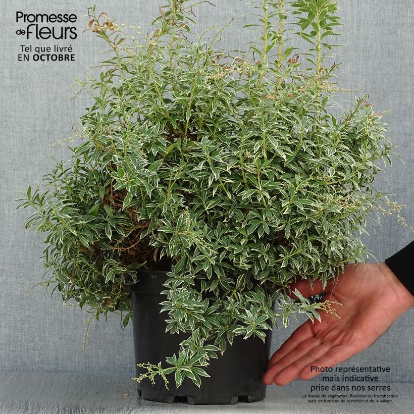 Ejemplar de Pieris japonica Little Heath - Andrómeda Maceta 4L/5L entregado en otoño