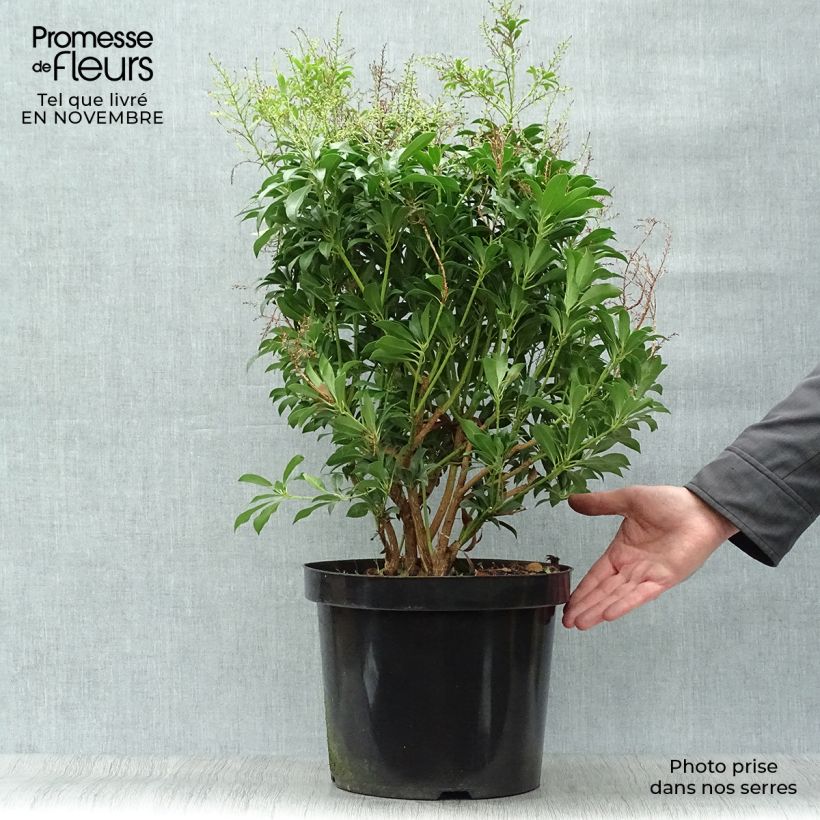Ejemplar de Pieris japonica Passion - Andrómeda Maceta 6L/7L entregado en otoño