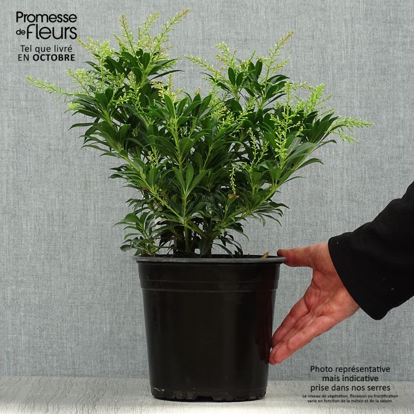 Ejemplar de Pieris japonica Purity - Andrómeda Maceta 3L/4L entregado en otoño