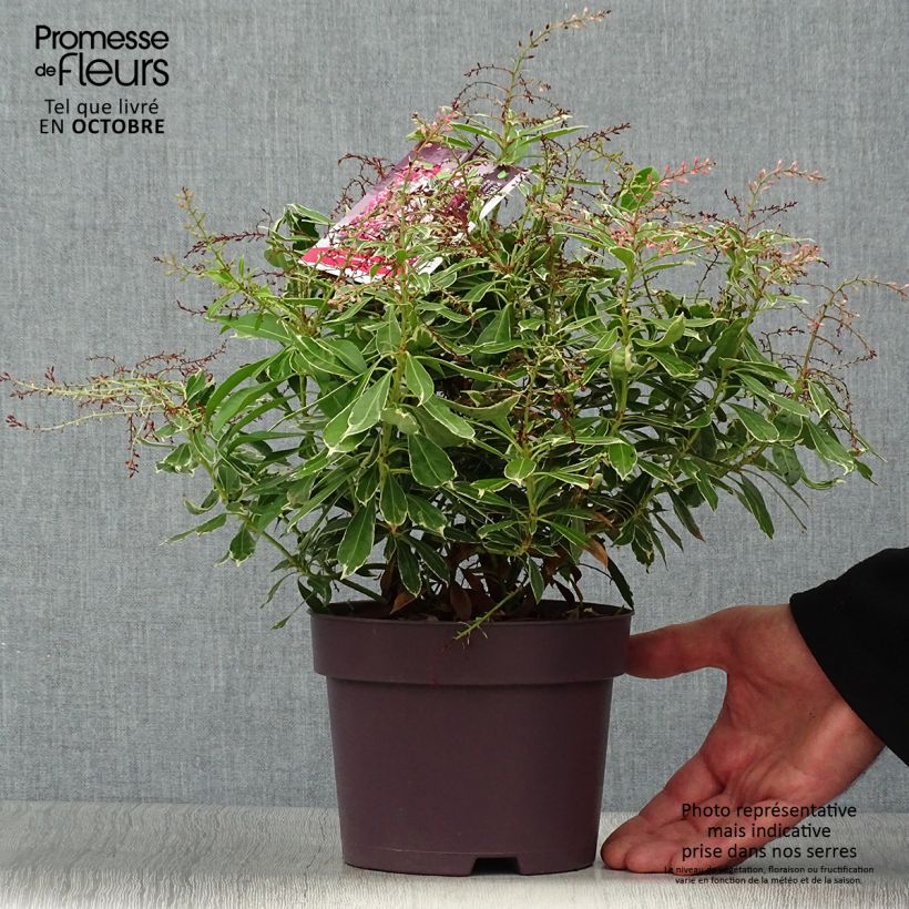 Ejemplar de Pieris japonica Ralto Rose - Andrómeda Maceta 2L/3L entregado en otoño