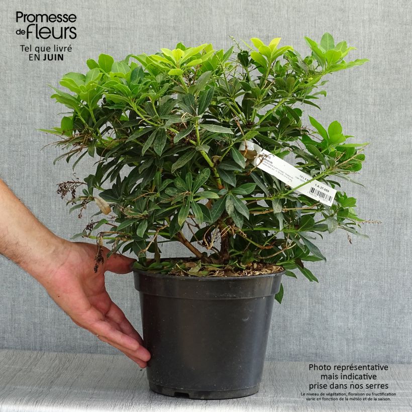 Ejemplar de Pieris japonica Sarabande - Andrómeda Maceta 3L/4L entregado en verano