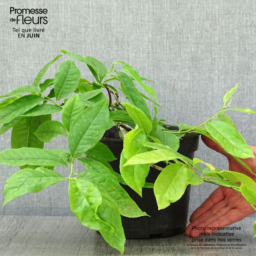 Ejemplar de Oxydendron arboreum Maceta 4L/5L entregado en verano