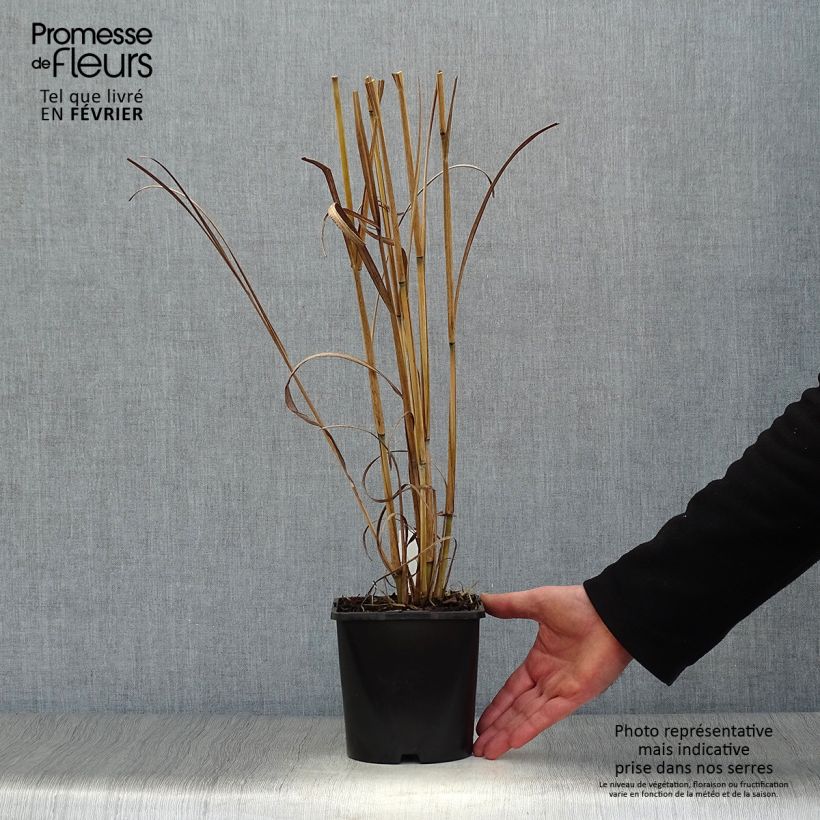Andropogon gerardii Blackhawks Maceta 2L/3L Ejemplar entregado en invierno