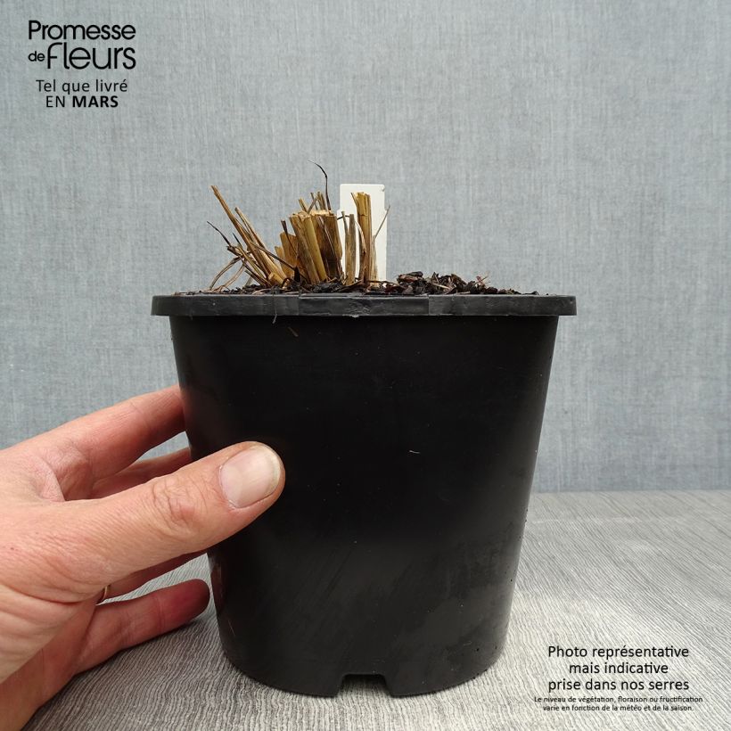 Andropogon gerardii Blackhawks Maceta 2L/3L Ejemplar entregado en la primavera
