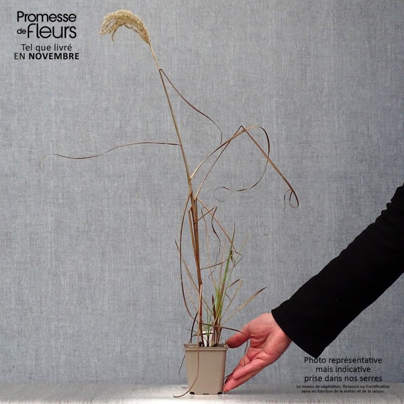 Ejemplar de Andropogon gerardii Prairie Sommer Maceta de 8/9 cm entregado en otoño