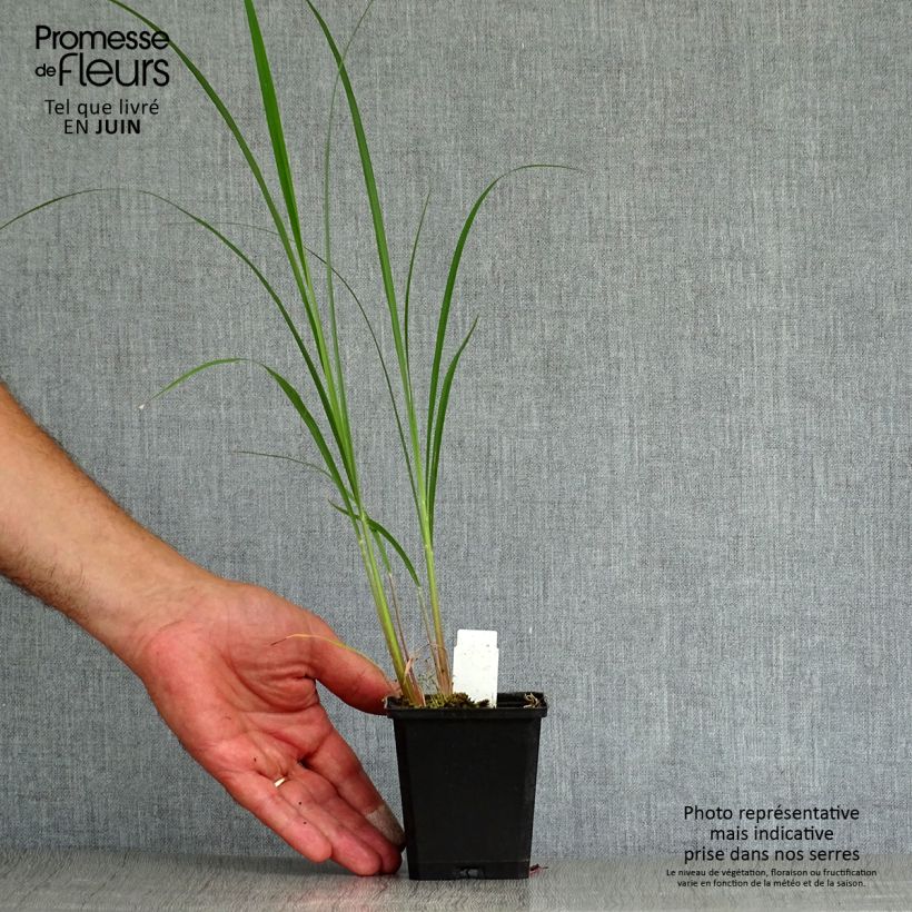 Ejemplar de Andropogon gerardii Prairie Sommer en godet de 9 cm entregado en verano