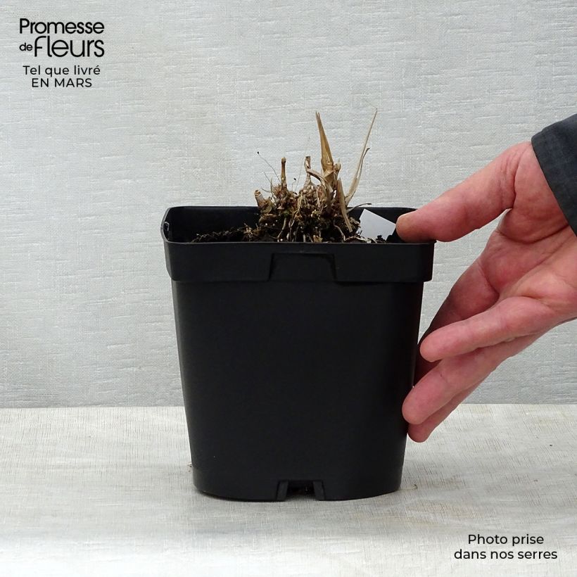 Andropogon gerardii Prairie Sommer en pot de 2/3L Ejemplar entregado en la primavera