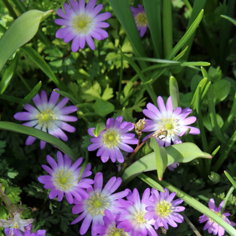 Anemone blanda Charmer (Floración)