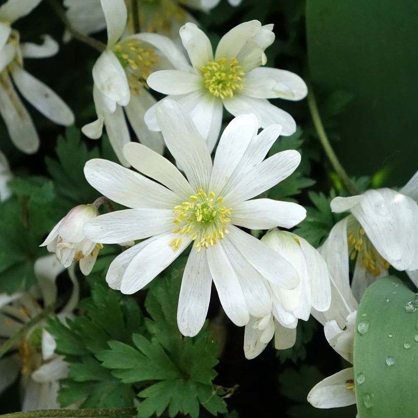 Anemone blanda White Splendour (Floración)