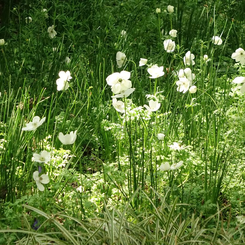 Anemone coronaria The Bride (Porte)