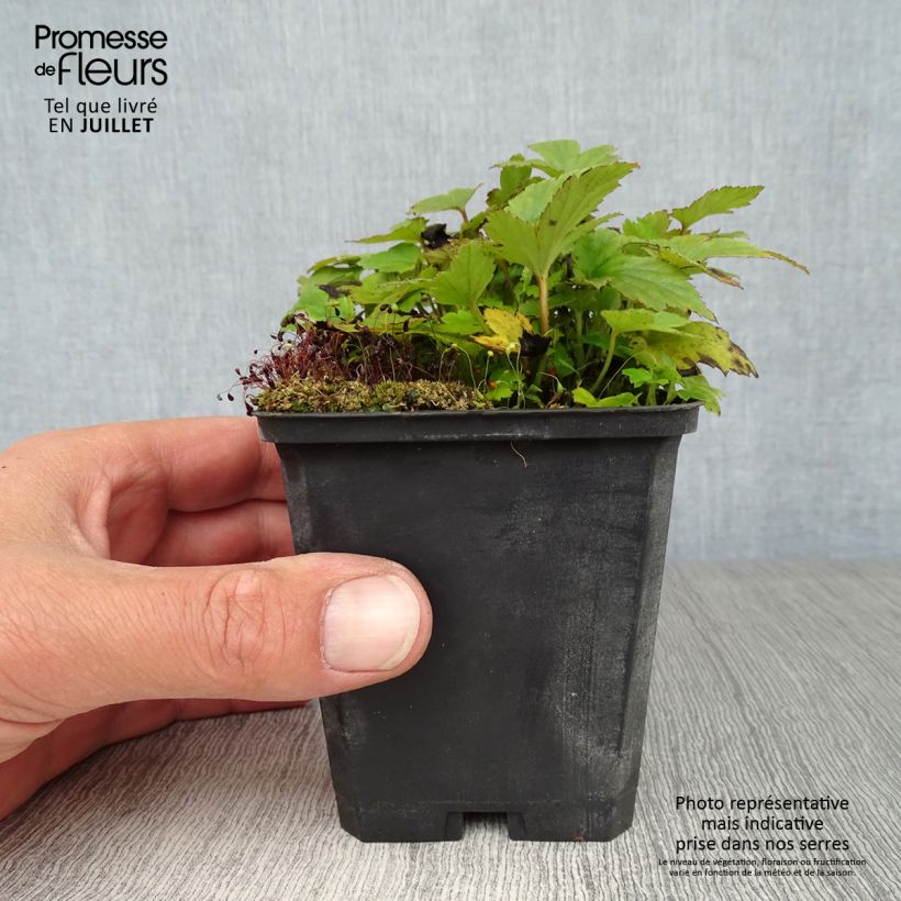 Ejemplar de Anemone hupehensis Pamina - Anémona del Japón Maceta de 8/9 cm entregado en verano