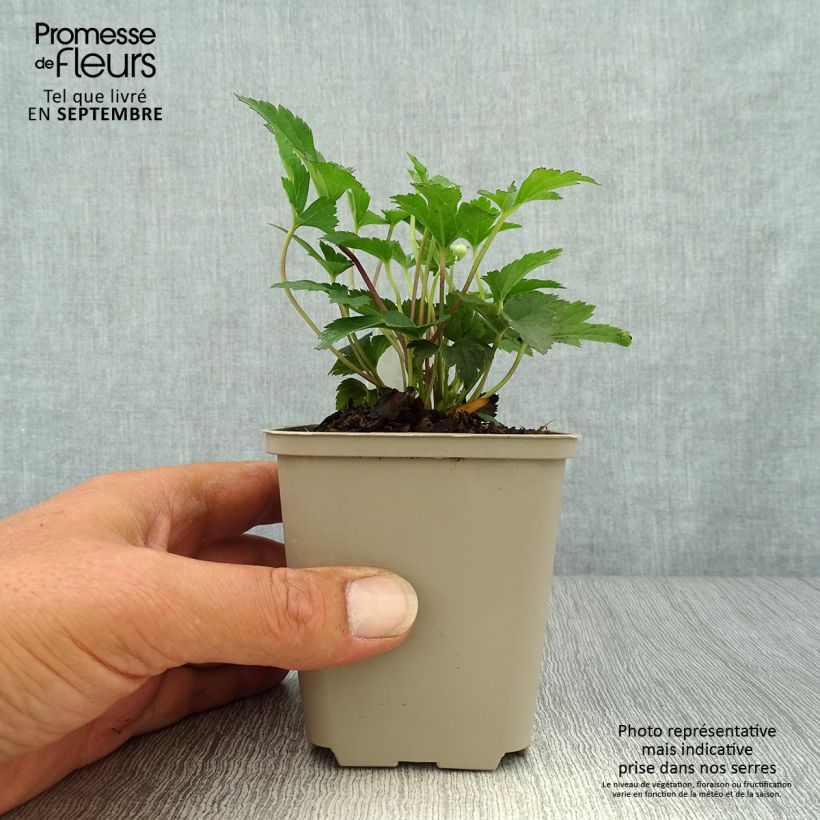 Ejemplar de Anemone Satin Doll Rosé Maceta de 8/9 cm entregado en otoño