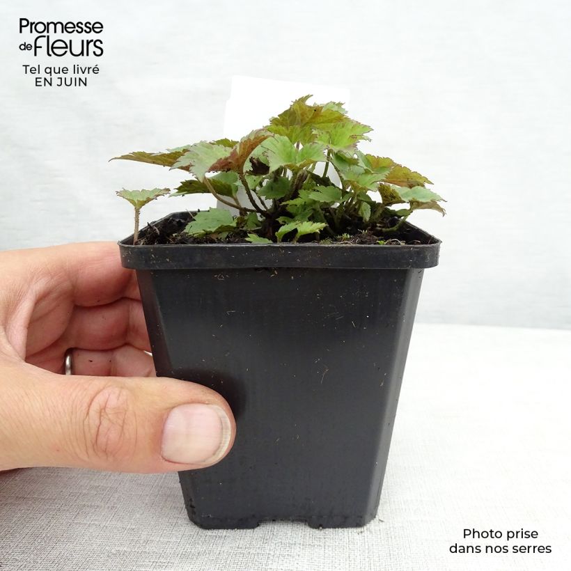 Ejemplar de Anemone hupehensis Praecox - Anémona del Japón Maceta de 8/9 cm entregado en verano