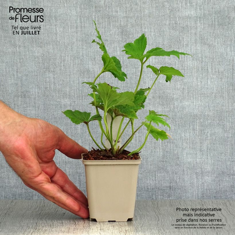Ejemplar de Anemone hupehensis Tiki Sensation - Anémona del Japón Maceta de 8/9 cm entregado en verano