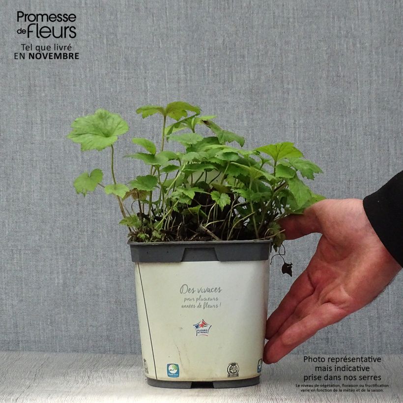 Ejemplar de Anemone Honorine Jobert Maceta 2L/3L entregado en otoño