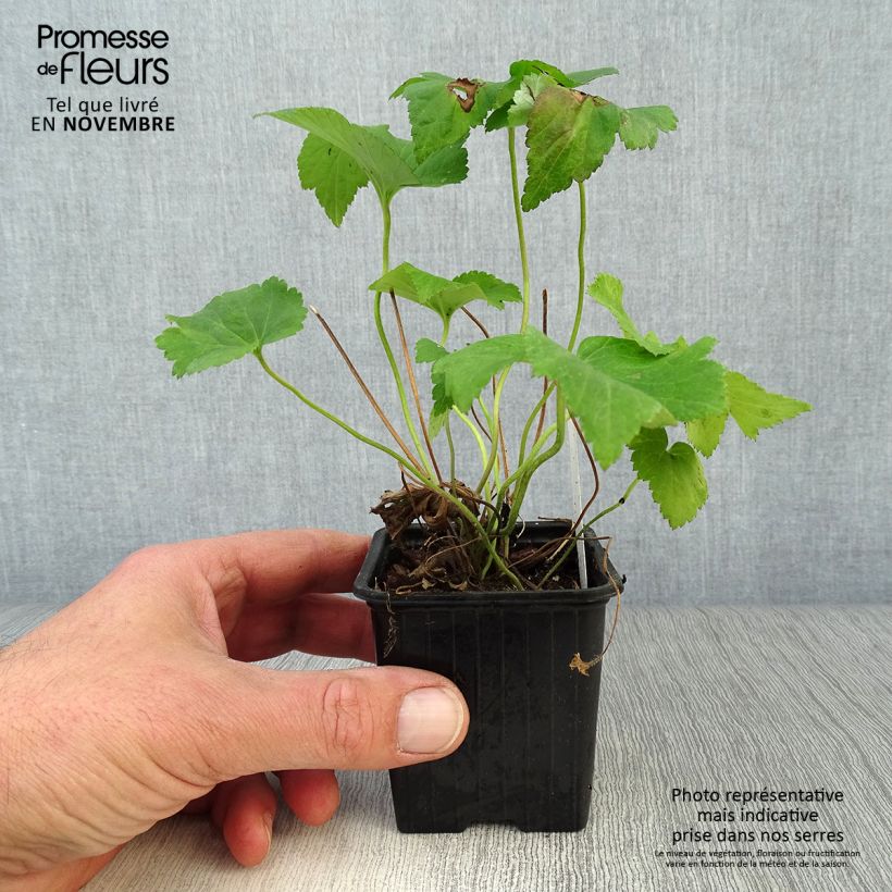 Ejemplar de Anemone Honorine Jobert Maceta de 8/9 cm entregado en otoño