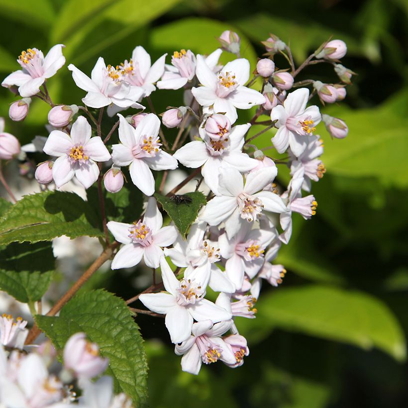 Deutzia hybrida Mont Rose hibrido (Floración)
