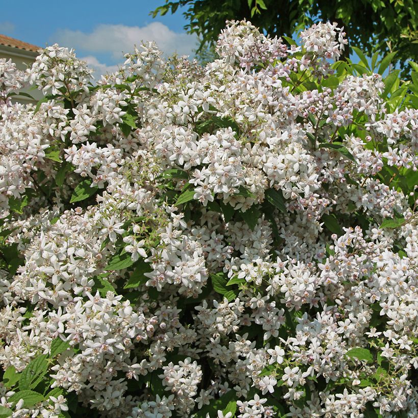 Deutzia hybrida Mont Rose hibrido (Porte)