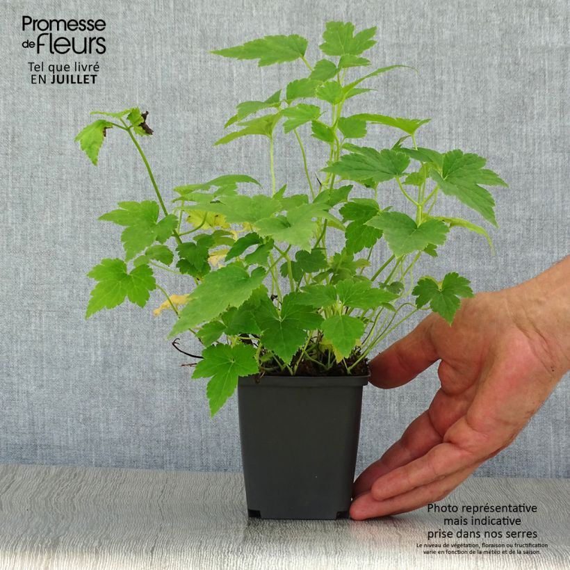 Ejemplar de Anemone hupehensis Pretty Lady Maria - Anémona del Japón Maceta de 8/9 cm entregado en verano