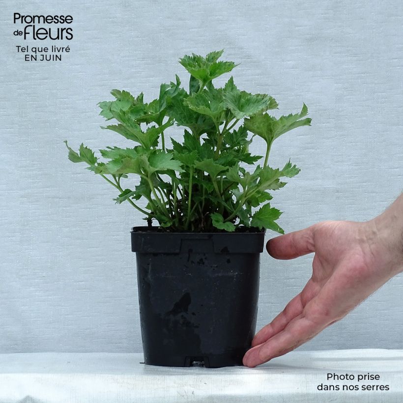 Ejemplar de Anemone Königin Charlotte Maceta 2L/3L entregado en verano