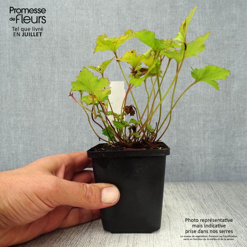 Ejemplar de Anemone Rosenschale Maceta de 8/9 cm entregado en verano