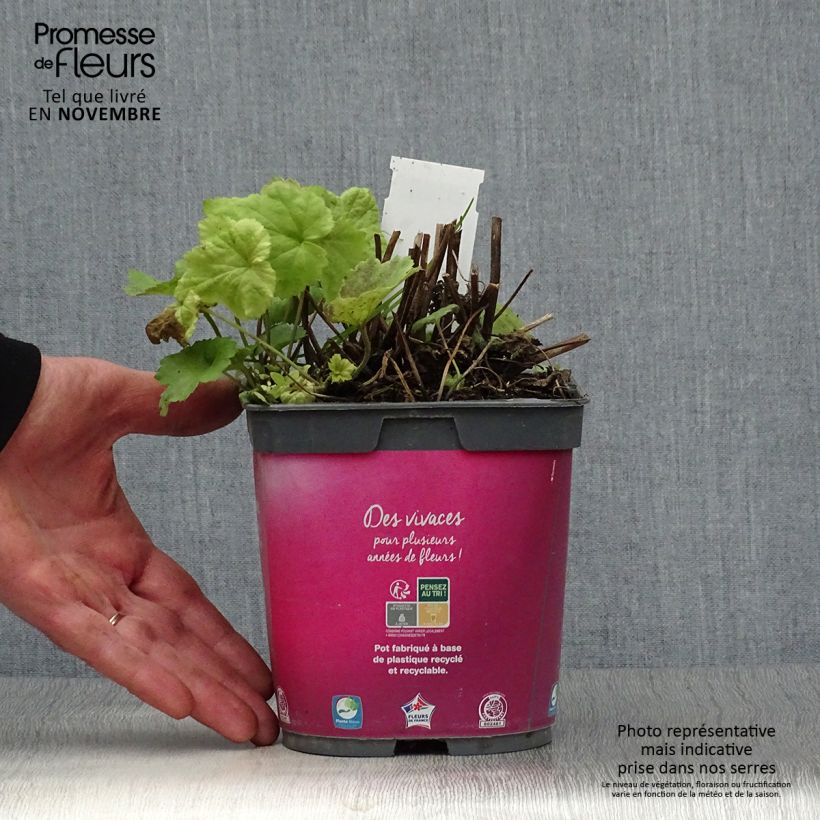 Ejemplar de Anemone hupehensis September Charm - Anémona del Japón Maceta 2L/3L entregado en otoño