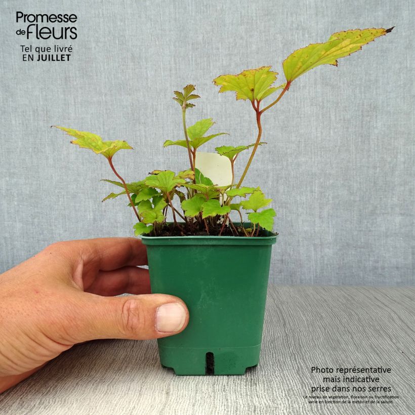 Ejemplar de Anemone hupehensis Splendens - Anémona del Japón Maceta de 8/9 cm entregado en verano