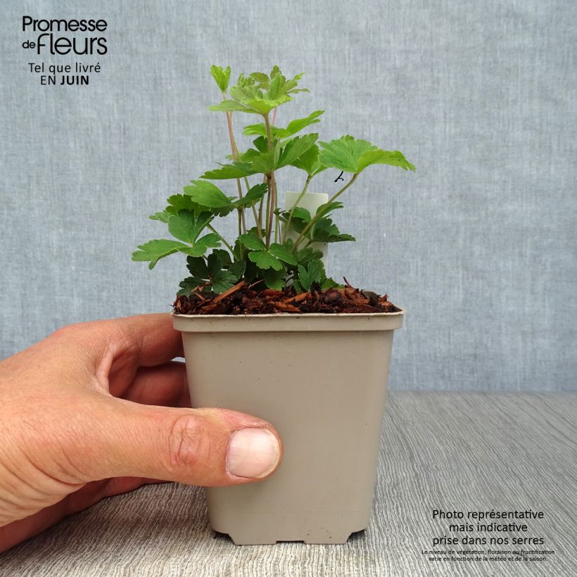 Ejemplar de Anemone sylvestris - Anémona de verano Maceta de 8/9 cm entregado en verano