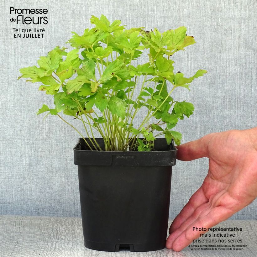 Ejemplar de Anemone sylvestris - Anémona de verano Maceta 2L/3L entregado en verano