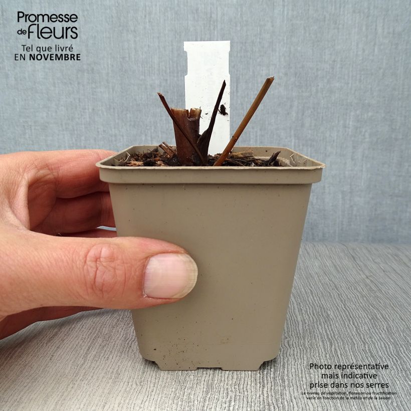 Ejemplar de Angelica gigas - Angelica coreana Maceta de 8/9 cm entregado en otoño