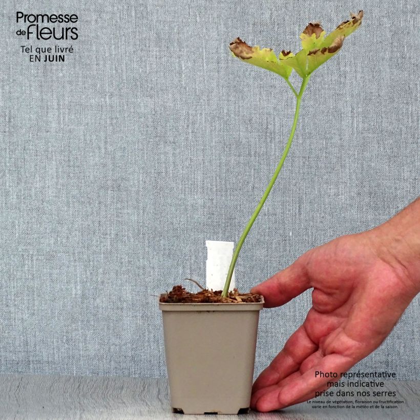 Ejemplar de Angelica gigas - Angelica coreana Maceta de 8/9 cm entregado en verano