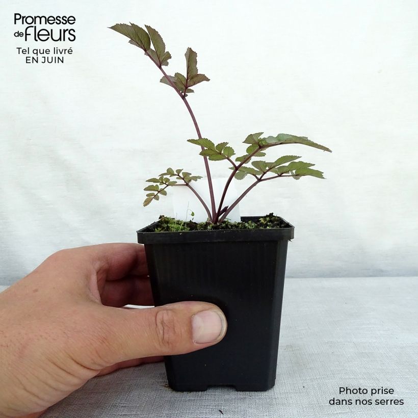 Ejemplar de Angelica sylvestris Vicar's Mead Maceta de 8/9 cm entregado en verano