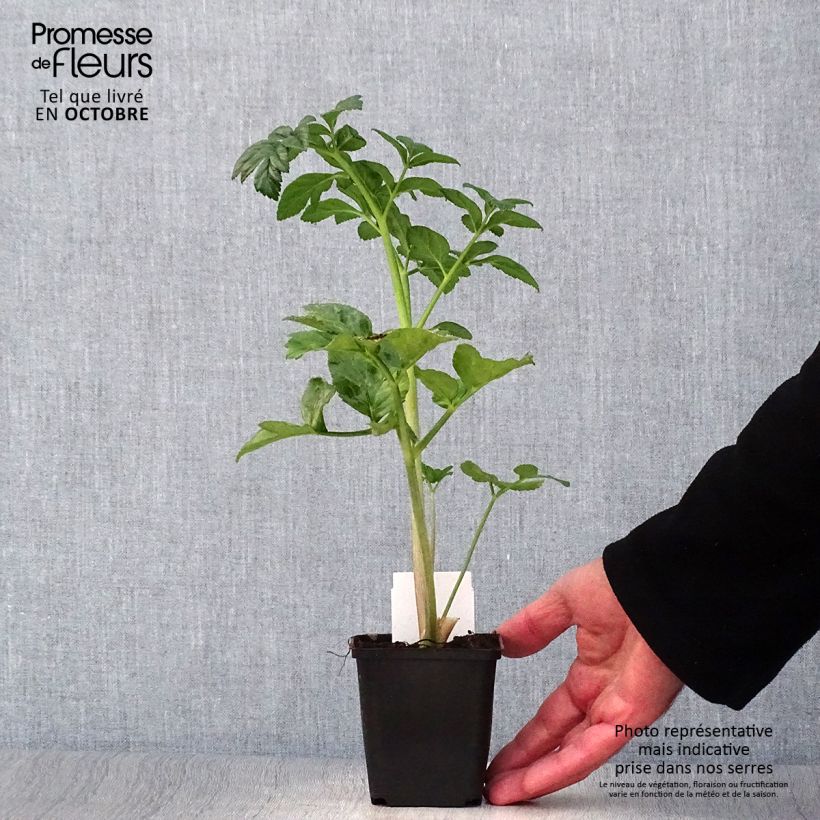 Ejemplar de Angelica pachycarpa - Angélica de mar Maceta de 8/9 cm entregado en otoño