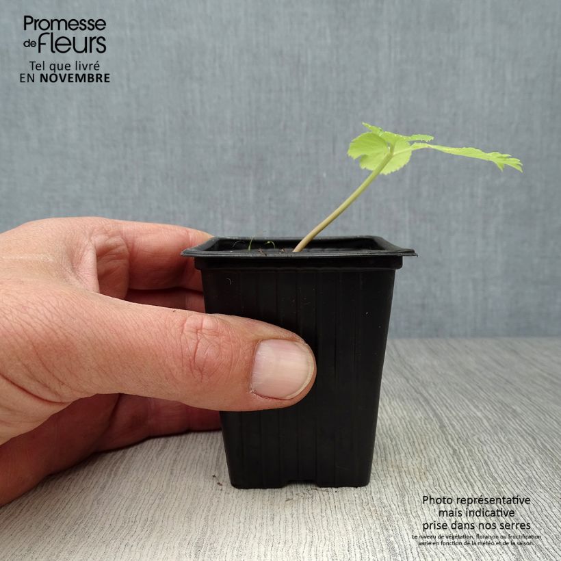 Ejemplar de Angélica - Angelica archangelica Maceta de 7/8 cm entregado en otoño
