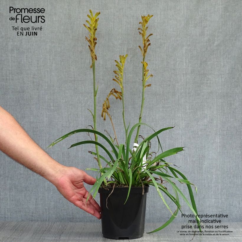 Ejemplar de Anigozanthos flavidus Bush Bonanza Maceta 2L/3L entregado en verano