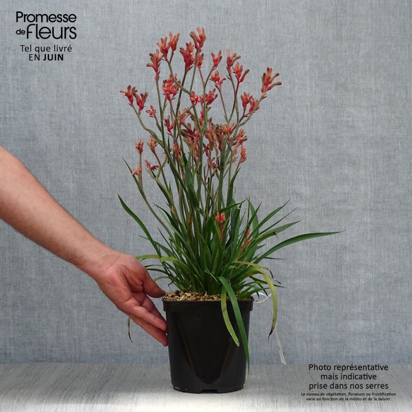 Ejemplar de Anigozanthos flavidus Bush Inferno Maceta 3L/4L entregado en verano