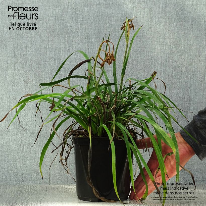 Ejemplar de Anigozanthos flavidus Bush Inferno Maceta 3L/4L entregado en otoño