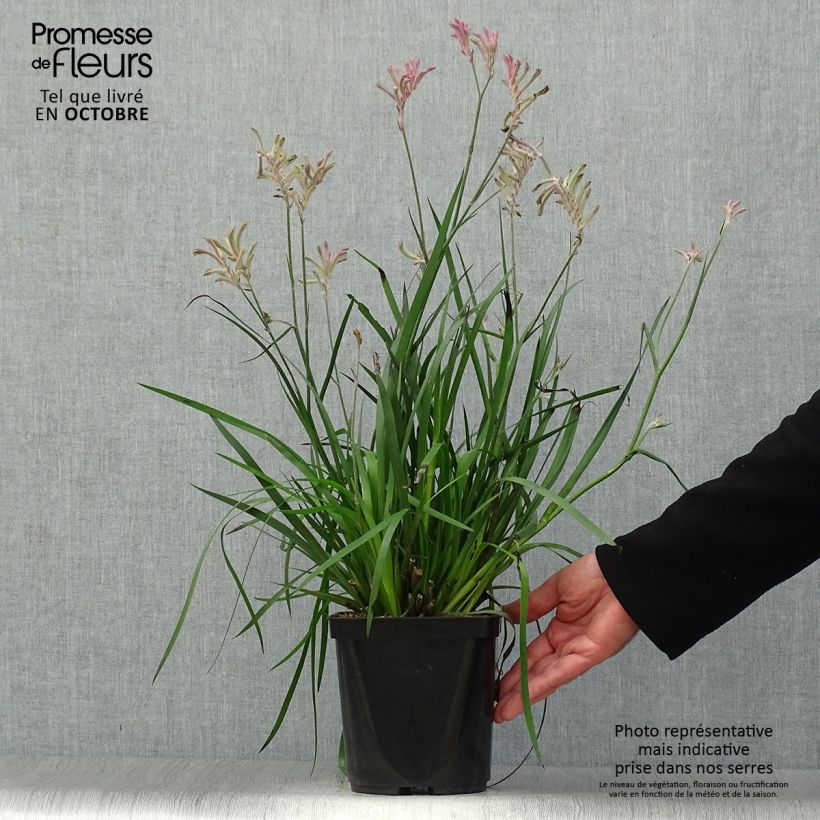 Ejemplar de Anigozanthos flavidus Bush Pearl Maceta 2L/3L entregado en otoño