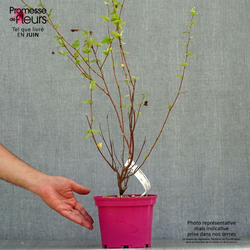Ejemplar de Anisodontea capensis El Rayo - Mauve arbustive du Cap en pot de 4L/5L entregado en verano