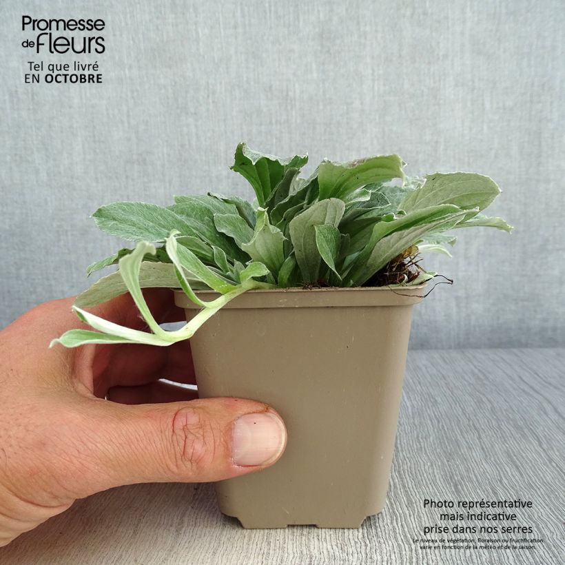 Ejemplar de Antennaria plantaginifolia - Pie de gato Maceta de 8/9 cm entregado en otoño