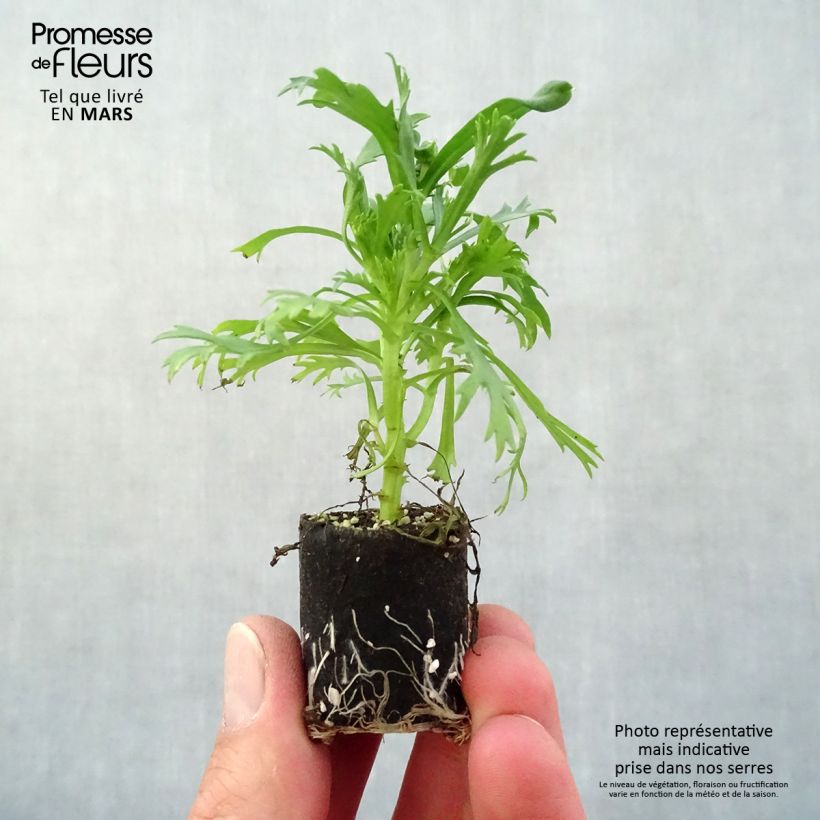 Argyranthemum Everest White minicepellón: Ø 3/4 cm Ejemplar entregado en la primavera