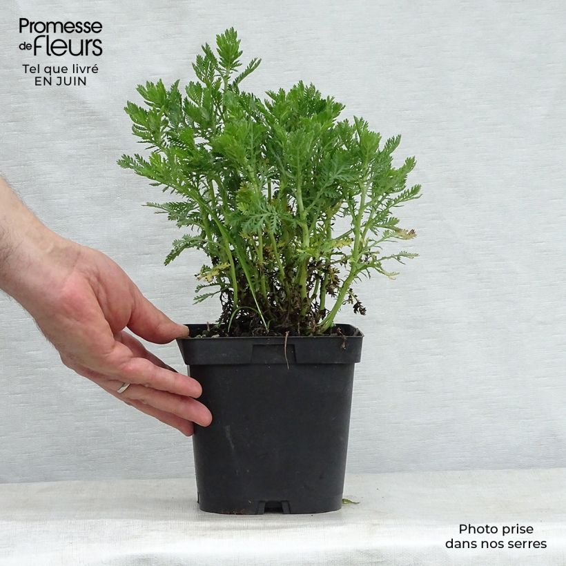 Ejemplar de Anthemis tinctoria E.C. Buxton - Camomila amarilla Maceta 2L/3L entregado en verano