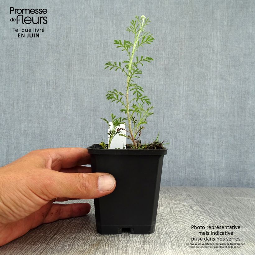 Ejemplar de Anthemis tinctoria Kelwayi - Camomila amarilla Maceta de 8/9 cm entregado en verano