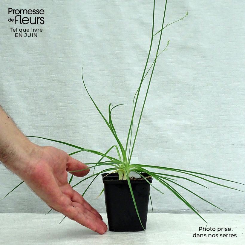 Ejemplar de Anthericum ramosum - Lirio de san Bernardo Maceta de 8/9 cm entregado en verano