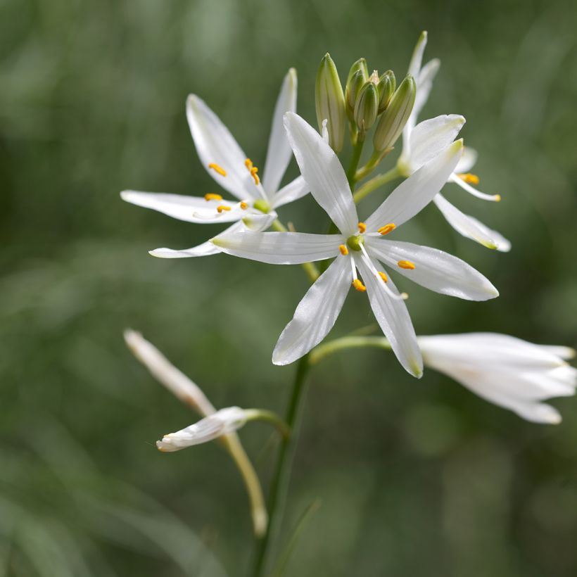 Anthericum liliago - Hierba de la araña (Floración)