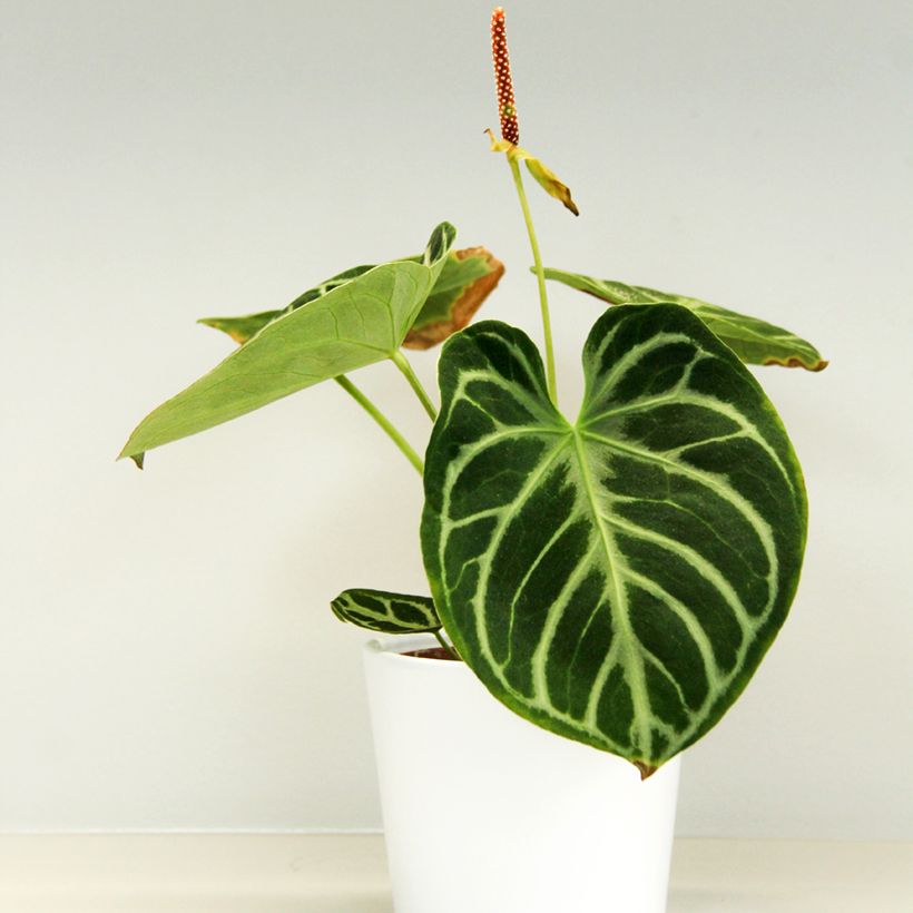 Anthurium Dorayaki - Anturio (Porte)